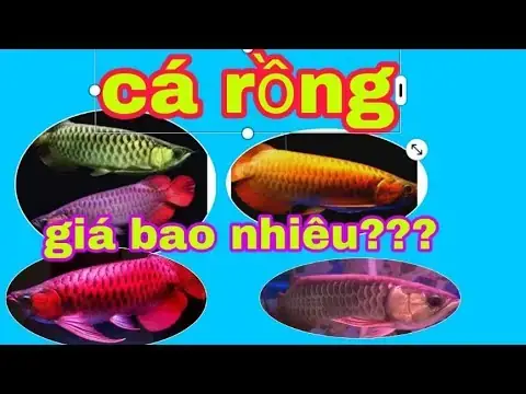 Giá Cá Rồng Fafu: Cập Nhật Thị Trường & Phân Tích Chi Tiết 2024