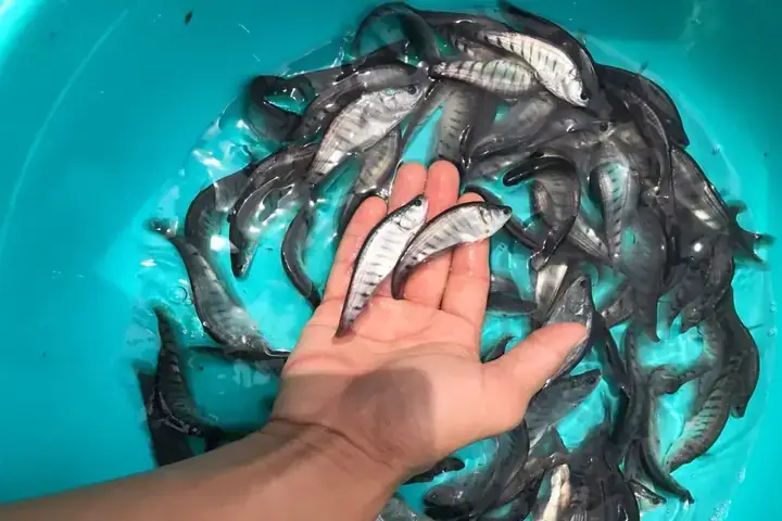 Giá Cá Thát Lát Cườm Hôm Nay: Cập Nhật Mới Nhất & Kinh Nghiệm Nuôi Giá Cá Thát Lát Cườm Hôm Nay: Cập Nhật Mới Nhất & Kinh Nghiệm Nuôi