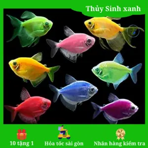 Giá Cá Thủy Sinh Phổ Biến & Các Loại Đẹp Mua Ở Đâu? Giá Cá Thủy Sinh Phổ Biến & Các Loại Đẹp Mua Ở Đâu?