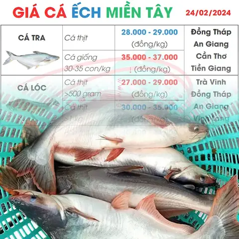 Giá Cá Tra Hôm Nay: Cập Nhật Mới Nhất, Dự Báo Thị Trường & Phân Tích