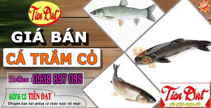 Giá Cá Trắm Cỏ Bao Nhiêu 1kg? Cập Nhật Bảng Giá Mới Nhất 2026