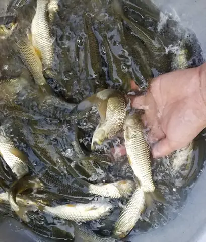 Giá Cá Trắm Cỏ Bao Nhiêu 1kg? Cập Nhật Bảng Giá Mới Nhất 2026