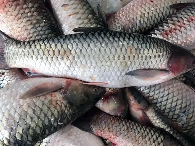 Giá Cá Trắm Cỏ Bao Nhiêu 1kg? Cập Nhật Bảng Giá Mới Nhất 2026