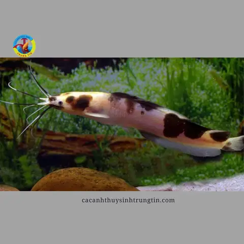 Giá Cá Trê Cảnh: Cập Nhật Chi Tiết Các Loại Phổ Biến & Hướng Dẫn Mua Giá Cá Trê Cảnh: Cập Nhật Chi Tiết Các Loại Phổ Biến & Hướng Dẫn Mua