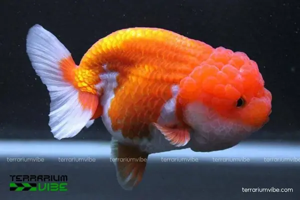 Giá Cá Vàng Đầu Lân (oranda): Cập Nhật Mới Nhất & Kinh Nghiệm Chọn Mua