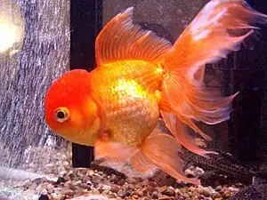 Giá Cá Vàng Đầu Lân (oranda): Cập Nhật Mới Nhất & Kinh Nghiệm Chọn Mua