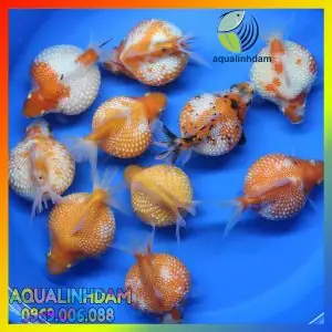 Giá Cá Vàng Ping Pong: Cập Nhật Mới Nhất & Hướng Dẫn Chọn Mua