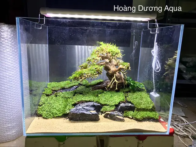 Giá Hồ Cá 40x30x30: Bảng Giá Chi Tiết & Kinh Nghiệm Mua Sắm Giá Hồ Cá 40x30x30: Bảng Giá Chi Tiết & Kinh Nghiệm Mua Sắm