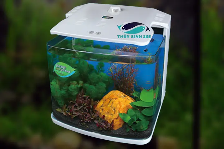 Giá Hồ Cá Mini: Cập Nhật Báo Giá & Tư Vấn Chọn Mua Giá Hồ Cá Mini: Cập Nhật Báo Giá & Tư Vấn Chọn Mua
