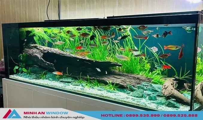 Giá Kính Làm Hồ Cá: Bảng Giá Chi Tiết & Kinh Nghiệm Chọn Kính Chuẩn Giá Kính Làm Hồ Cá: Bảng Giá Chi Tiết & Kinh Nghiệm Chọn Kính Chuẩn