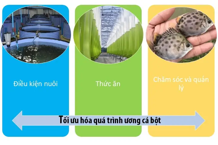 Kỹ Thuật Ương Cá Bột: Từ Giai Đoạn Con Đến Cá Giống Hiệu Quả