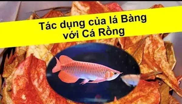 Giảm Ph Hồ Cá Rồng: Nguyên Nhân Và Cách Khắc Phục Hiệu Quả