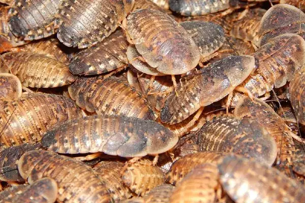 Gián Dubia Cho Cá Rồng: Nguồn Dinh Dưỡng Tối Ưu & Cách Nuôi Chuẩn