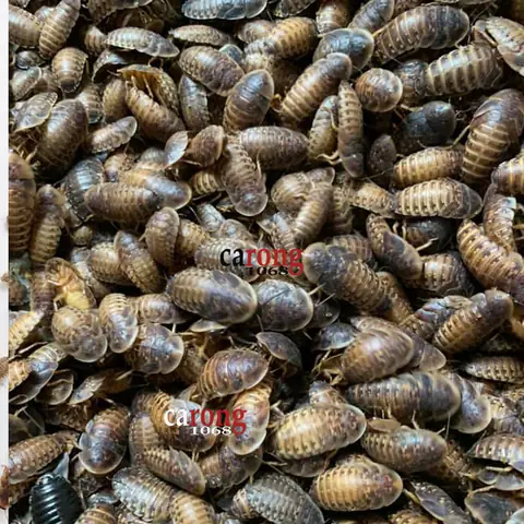 Gián Dubia Cho Cá Rồng: Nguồn Dinh Dưỡng Tối Ưu & Cách Nuôi Chuẩn