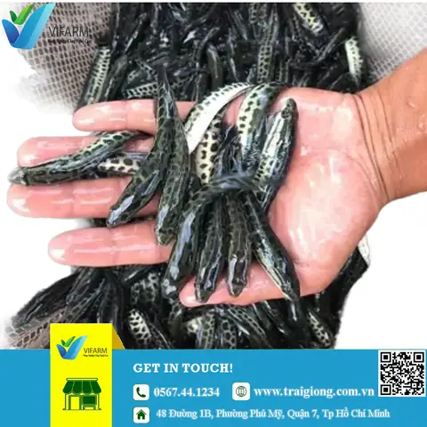 Giống Cá Chuối Hoa Hải Phòng: Mua Ở Đâu, Giá Bao Nhiêu & Kinh Nghiệm Nuôi Hiệu Quả