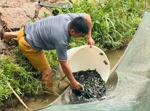 Giống Cá Chuối Hoa Hải Phòng: Mua Ở Đâu, Giá Bao Nhiêu & Kinh Nghiệm Nuôi Hiệu Quả