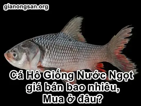 Mua Giống Cá Hô Uy Tín? Giá Cả & Kinh Nghiệm Chọn Giống Chuẩn