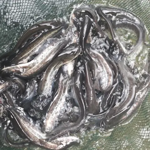 Cá Nheo Mỹ: Hướng Dẫn Nuôi Giống, Kỹ Thuật Và Hiệu Quả Kinh Tế