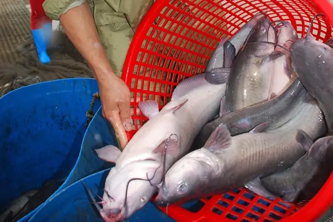 Cá Nheo Mỹ: Hướng Dẫn Nuôi Giống, Kỹ Thuật Và Hiệu Quả Kinh Tế