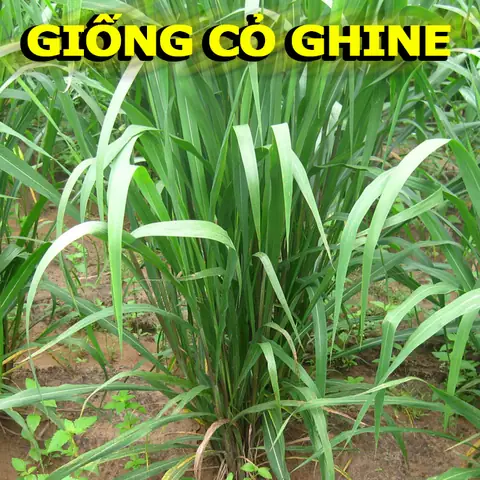 Top 5 Giống Cỏ Nuôi Cá Trắm Cỏ Tốt Nhất Hiện Nay: Lựa Chọn Nào Phù Hợp?