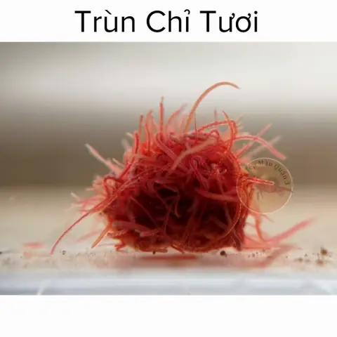 Trùn Chỉ Cho Cá: Lợi Ích, Cách Nuôi Và Lưu Ý Khi Sử Dụng Làm Thức Ăn