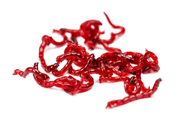 Trùn Chỉ (giun Đỏ): Thức Ăn Bổ Dưỡng Cho Cá Cảnh Hay Ký Sinh Trùng Gây Hại?