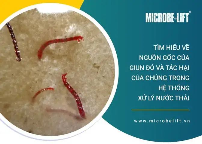 Trùn Chỉ (giun Đỏ): Thức Ăn Bổ Dưỡng Cho Cá Cảnh Hay Ký Sinh Trùng Gây Hại?