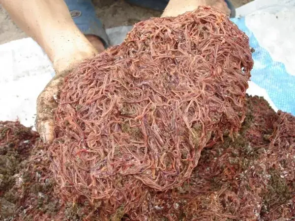 Trùn Chỉ (giun Đỏ): Thức Ăn Bổ Dưỡng Cho Cá Cảnh Hay Ký Sinh Trùng Gây Hại?