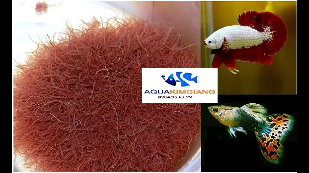 Trùn Chỉ (giun Đỏ): Thức Ăn Bổ Dưỡng Cho Cá Cảnh Hay Ký Sinh Trùng Gây Hại?