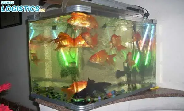 Gửi Cá Cảnh Bằng Máy Bay: Hướng Dẫn Chi Tiết & Quy Định An Toàn