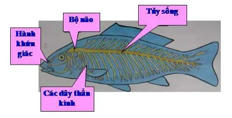 Hệ Thần Kinh Của Cá: Cấu Tạo, Chức Năng Và Sự Phát Triển