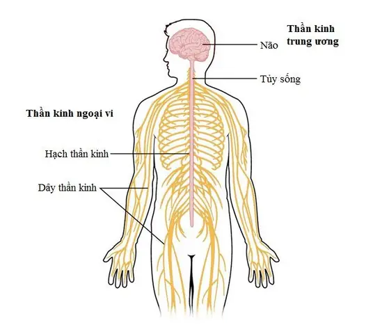 Hệ Thần Kinh Của Cá: Cấu Tạo, Chức Năng Và Sự Phát Triển
