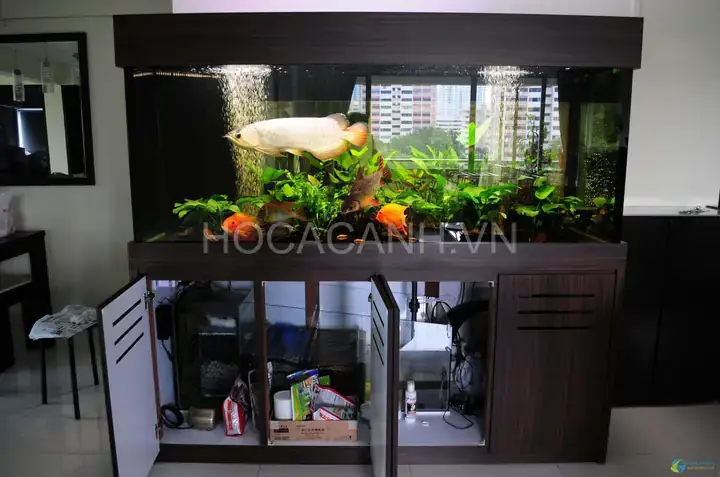 Hệ Thống Lọc Hồ Cá Rồng: Hướng Dẫn Chi Tiết Cách Lựa Chọn & Setup Hiệu Quả