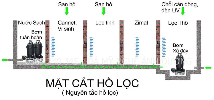Hệ Thống Lọc Hồ Cá: Cấu Tạo, Nguyên Lý Hoạt Động & Các Loại Phổ Biến