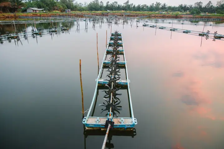 Hệ Thống Lọc Nước Ao Cá: Cấu Tạo, Lợi Ích Và Phương Pháp Lọc Hiệu Quả