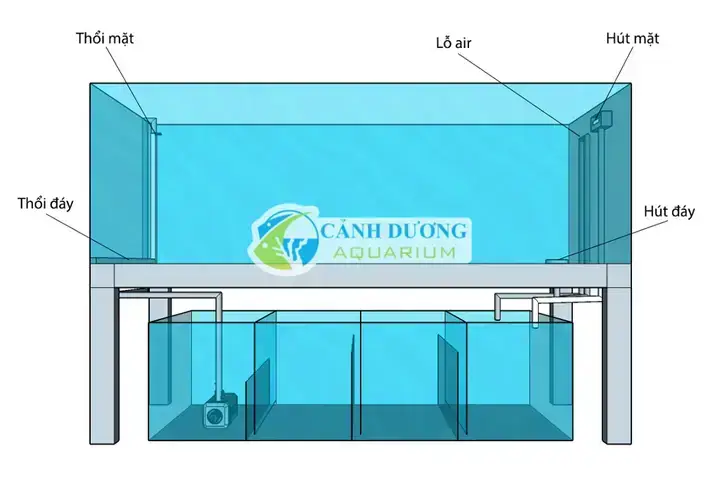 Hệ Thống Lọc Nước Bể Cá Rồng: Giải Pháp Tối Ưu Cho Hồ Cá Sạch & Khỏe