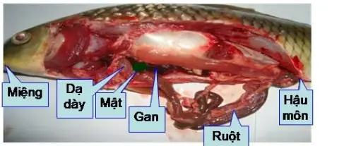 Hệ Tiêu Hóa Cá Chép: Cấu Tạo, Chức Năng Và Cơ Chế Hoạt Động Chi Tiết