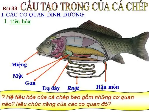 Hệ Tiêu Hóa Cá Chép: Cấu Tạo, Chức Năng Và Cơ Chế Hoạt Động Chi Tiết