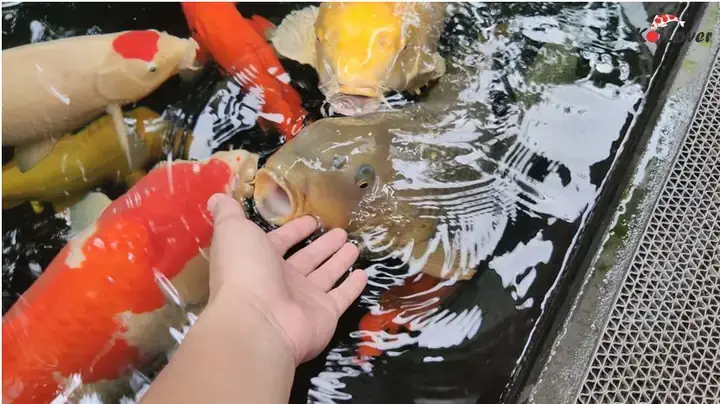 Hệ Tiêu Hóa Cá Chép: Cấu Tạo, Chức Năng Và Cơ Chế Hoạt Động Chi Tiết