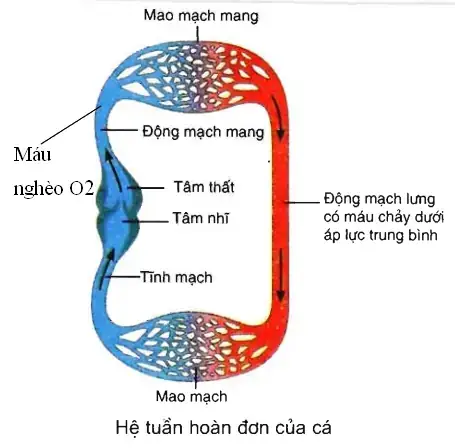 Hệ Tuần Hoàn Đơn Ở Cá: Cấu Tạo Và Đường Đi Của Máu