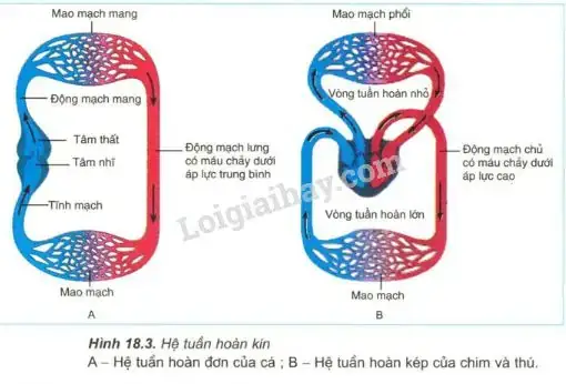Hệ Tuần Hoàn Đơn Ở Cá: Cấu Tạo Và Đường Đi Của Máu