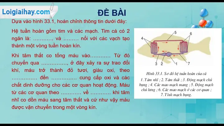 Hệ Tuần Hoàn Đơn Ở Cá: Cấu Tạo Và Đường Đi Của Máu