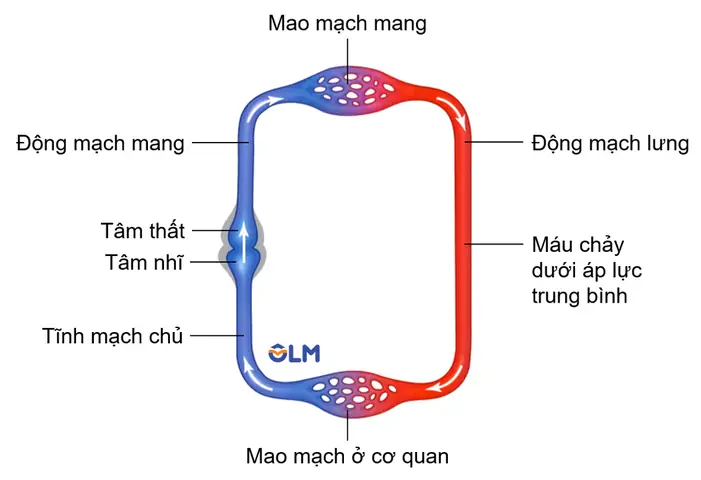 Hệ Tuần Hoàn Đơn Ở Cá: Cấu Tạo Và Đường Đi Của Máu