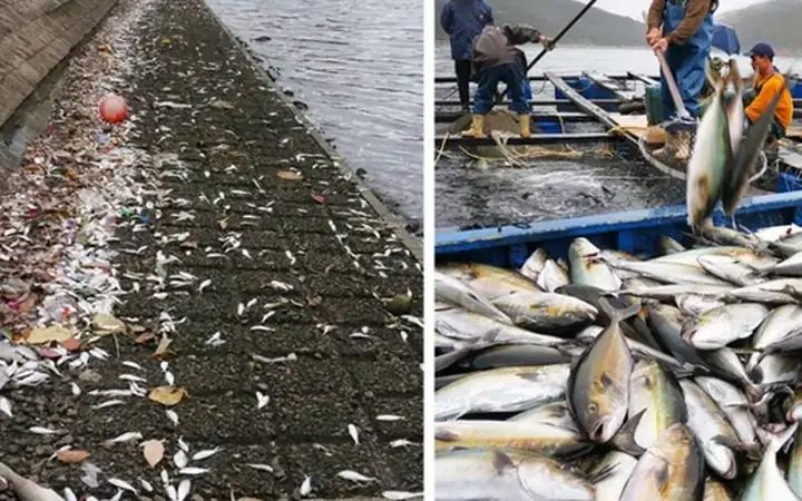 Hiện Tượng Cá Chết Hàng Loạt: Nguyên Nhân, Cách Phòng Tránh Và Giải Pháp Hiện Tượng Cá Chết Hàng Loạt: Nguyên Nhân, Cách Phòng Tránh Và Giải Pháp