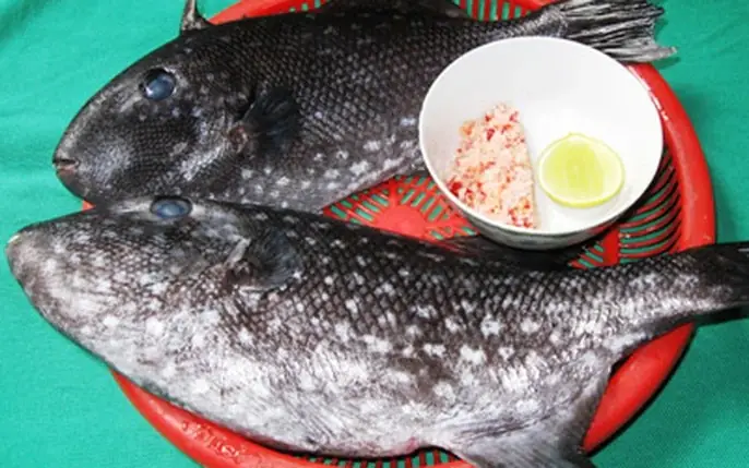 Cá Bò Da: Đặc Điểm, Giá Bao Nhiêu Và Các Món Ngon Hấp Dẫn