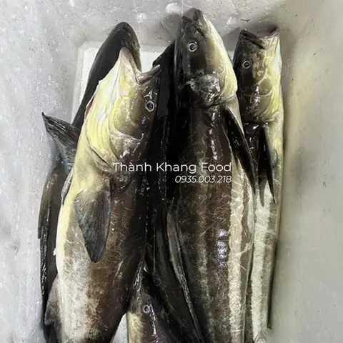 Hình Ảnh Cá Bớp Biển: Đặc Điểm, Cách Nhận Biết Và Món Ngon