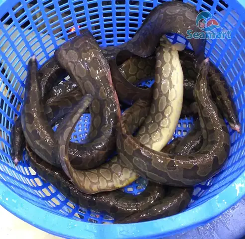 Hình Ảnh Cá Chạch: Đặc Điểm, Các Loại Phổ Biến Và Lưu Ý Chọn Mua