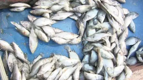 Vụ Cá Chết Formosa: Nguyên Nhân, Hậu Quả Và Bồi Thường 500 Triệu Usd
