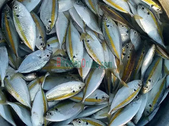 Hình Ảnh Cá Chỉ Vàng Tươi Sống: Đặc Điểm, Phân Biệt Và Cách Chọn