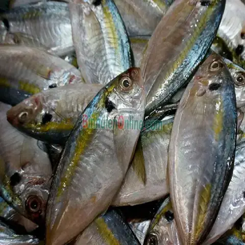 Hình Ảnh Cá Chỉ Vàng Tươi Sống: Đặc Điểm, Phân Biệt Và Cách Chọn